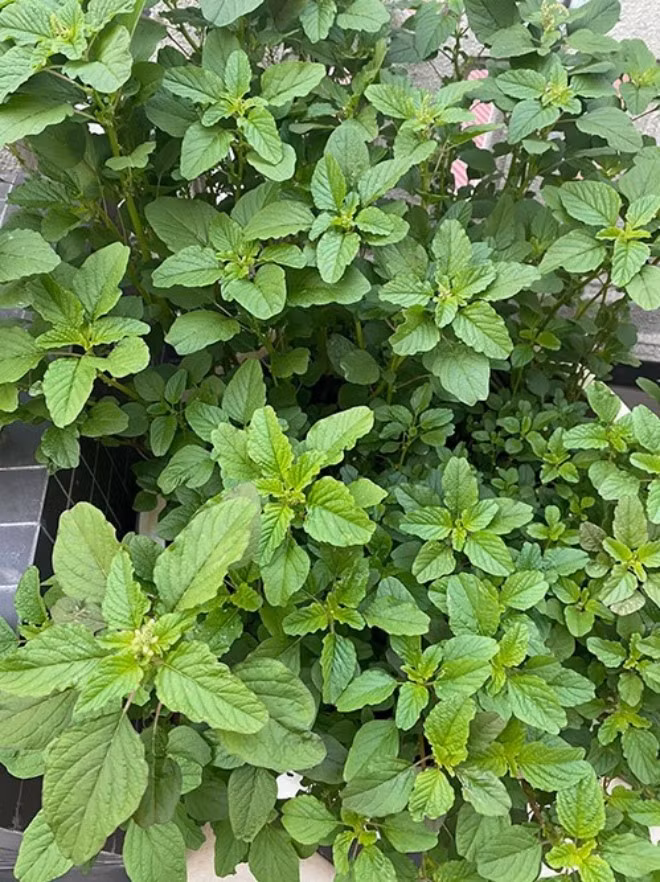 Tất cả đều xanh tươi, non mơn mởn.