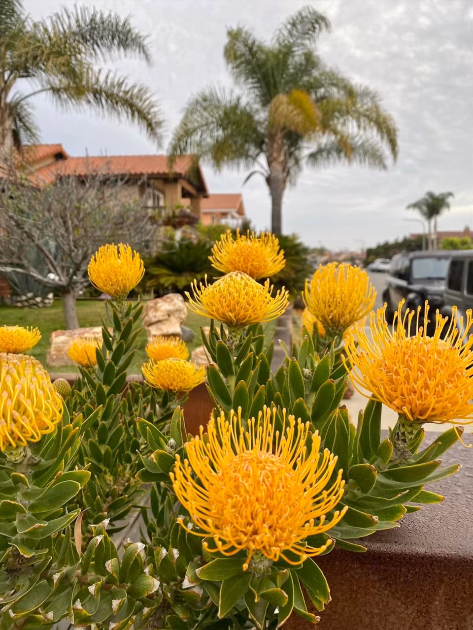 Ở trời Tây, Hoa hậu Dương Mỹ Linh sở hữu khu vườn với vô số cây ăn trái, hoa khoe sắc quanh năm.