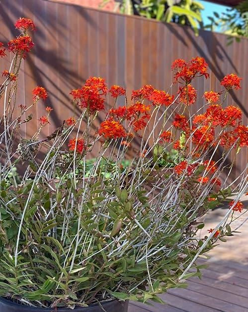 Yêu sắc hoa rực rỡ, Dương Mỹ Linh lựa chọn nhiều loại hoa màu đỏ, vàng tươi.