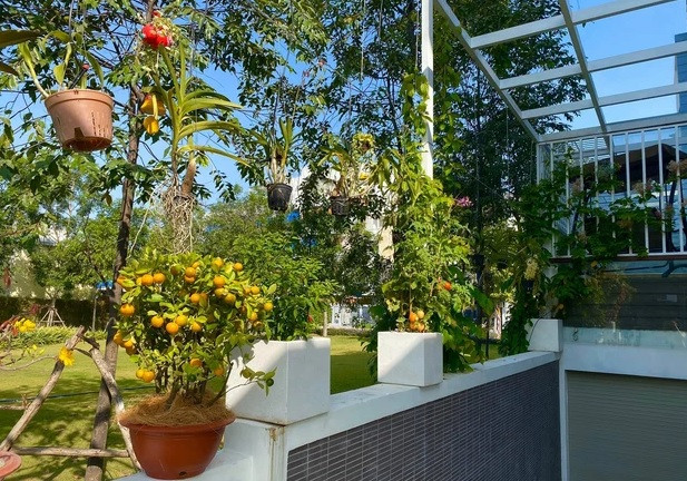 Trong căn biệt thự, NSƯT Trịnh Kim Chi và ông xã thiết kế một khu vườn bao quanh, trồng nhiều rau và cây ăn trái.