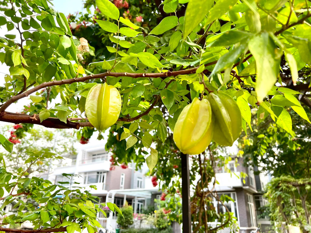 Cây khế trĩu quả trông thích mắt.