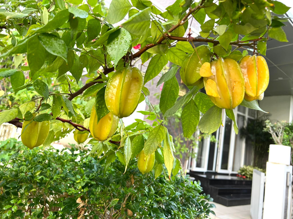 Nghệ sĩ Trịnh Kim Chi cho biết ông xã thường phụ vợ tưới tiêu, chăm sóc vườn và trồng thêm cây ăn quả cho vợ những lúc rảnh rỗi.