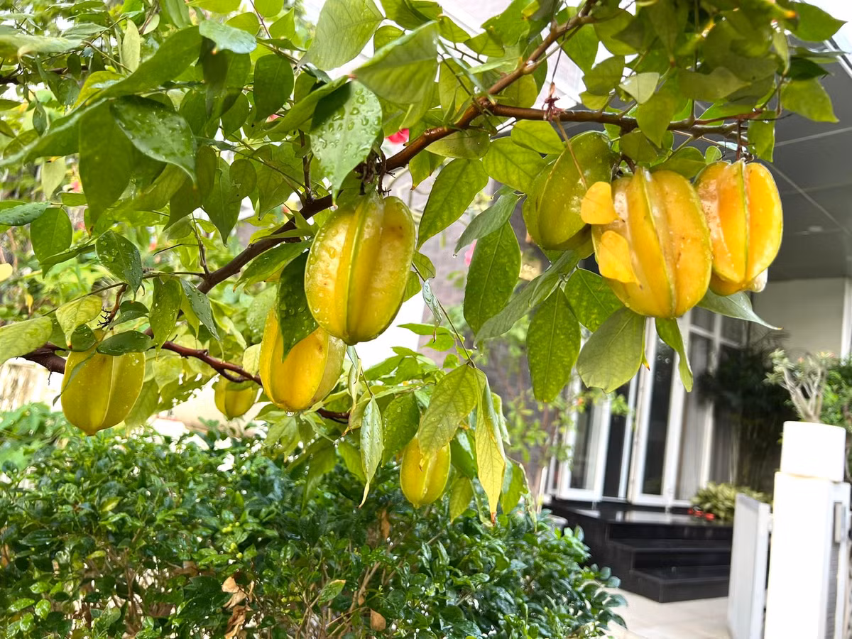 Nghệ sĩ Trịnh Kim Chi cho biết ông xã thường phụ vợ tưới tiêu, chăm sóc vườn và trồng thêm cây ăn quả cho vợ những lúc rảnh rỗi.