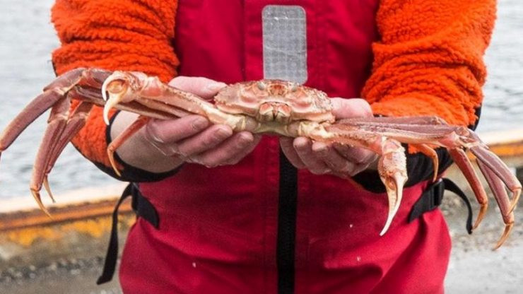 Mức giá này tương đương một chiếc ô tô, ăn một con cua đồng nghĩa với việc bạn đang “đốt” cả một gia tài. Tuy nhiên với giới siêu giàu, mức giá này có lẽ không hề khiến họ phải đắn đo khi rút ví.