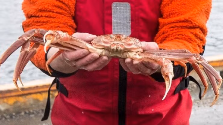 Mức giá này tương đương một chiếc ô tô, ăn một con cua đồng nghĩa với việc bạn đang “đốt” cả một gia tài. Tuy nhiên với giới siêu giàu, mức giá này có lẽ không hề khiến họ phải đắn đo khi rút ví.