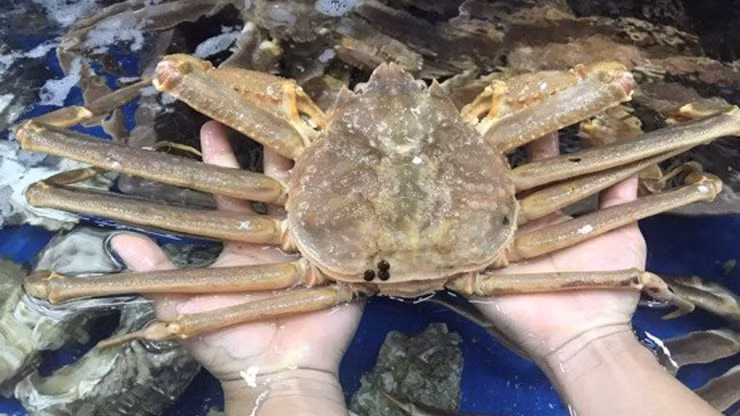 Cua tuyết là 1 trong những loài cua có kích thước lớn và hương vị đặc biệt nhất thế giới. Chúng được coi là thực phẩm thượng hạng do độ quý hiếm và khó đánh bắt.