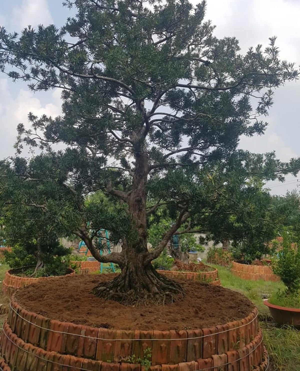 Đáng chú ý nhất là cây Vạn niên Tùng “lão” với hơn 100 tuổi đời trị giá trị khoảng 5 tỷ đồng. Ảnh: VOV