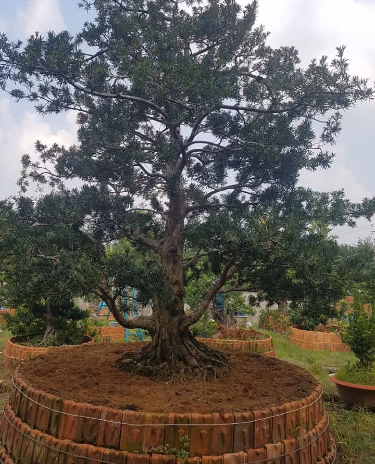 Đáng chú ý nhất là cây Vạn niên Tùng “lão” với hơn 100 tuổi đời trị giá trị khoảng 5 tỷ đồng. Ảnh: VOV