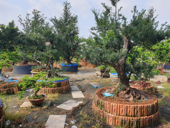 Vườn kiểng của ông hiện có đến hàng nghìn cây kiểng các loại với tuổi đời mỗi cây từ vài chục năm đến hơn 100 năm. Ảnh: Người lao động