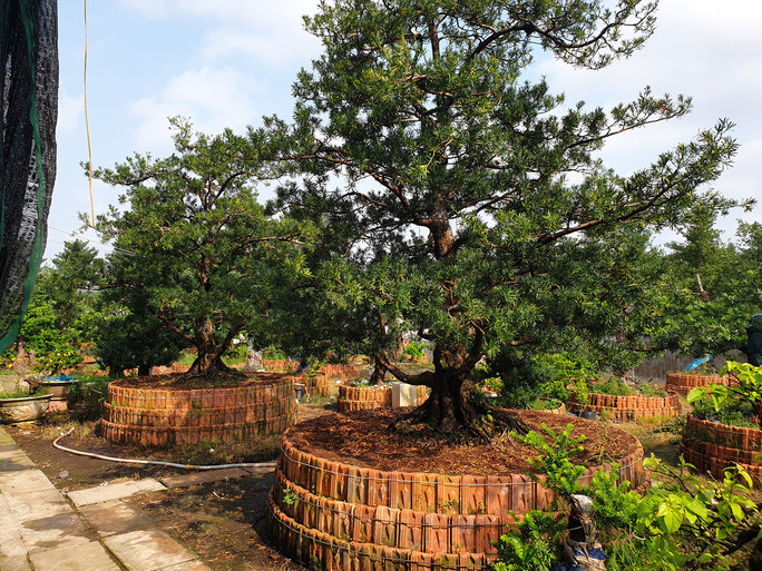 Trong đó, có khoảng 3.000 cây Tùng gồm: Vạn niên Tùng, Tùng Kim Cương, Tùng Đài Loan… rất có giá trị. Ảnh: Người lao động