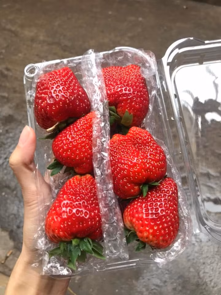 Dau tay Moc Chau “nhuom do” cho mang, cach nao phan biet dau Trung Quoc?-Hinh-2