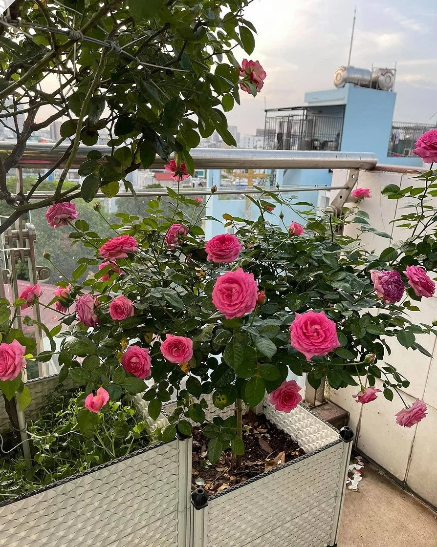 Sân thượng trồng hoa hồng nhà Khánh Thi rộng đến 350m2. Đây là nơi thư giãn của cả gia đình. Ảnh: FBNV