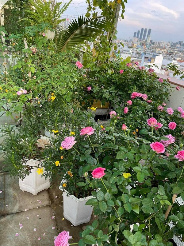 Hàng ngày, Phan Hiển đảm nhận việc trồng hoa, tưới nước, chăm bón, còn Khánh Thi cắt tỉa hoa héo và loại bỏ lá sâu. Ảnh; 2dep