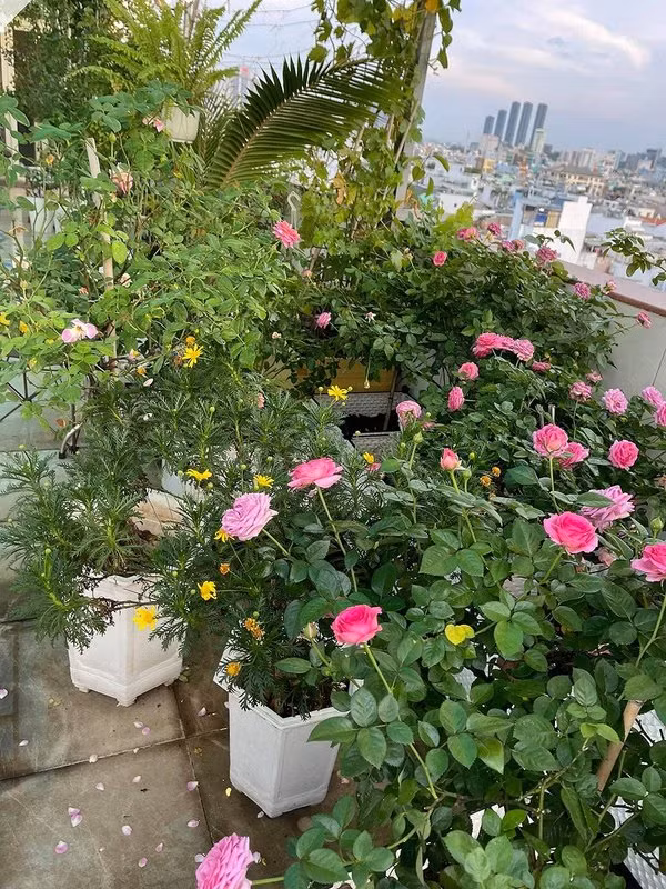 Hàng ngày, Phan Hiển đảm nhận việc trồng hoa, tưới nước, chăm bón, còn Khánh Thi cắt tỉa hoa héo và loại bỏ lá sâu. Ảnh; 2dep