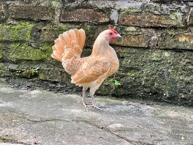 Không chỉ nuôi làm cảnh, giới nhà giàu còn "xếp hàng mua" loại gà này như một vật phẩm phong thuỷ tượng trưng cho sự may mắn, sung túc và tài lộc trong năm mới. Ảnh: Dân Việt