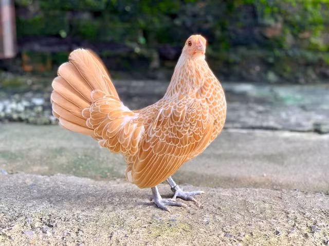 Đặc biệt, gà màu vàng kim thường có giá đắt hơn màu trắng vì đây là màu phong thủy cực hiếm. Giá của chúng đắt hơn khoảng 2 triệu đồng so với màu trắng. Ảnh: Dân Việt