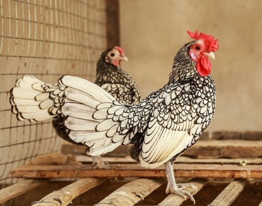 Gà vảy cá là một loại gà tre có nguồn gốc ở Anh, mỗi con chỉ nặng từ 0,6-0,8kg. Ảnh: Internet