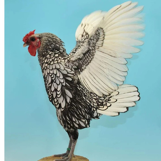 Bình quân, gà vảy cá dao động khoảng 7 triệu đồng. Những con có lông đẹp hơn thì đồng nghĩa với việc giá sẽ đắt hơn. Ảnh: Dân Việt