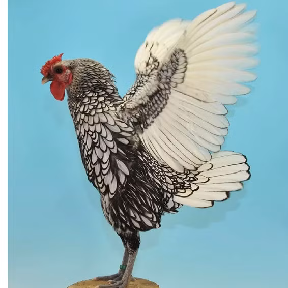 Bình quân, gà vảy cá dao động khoảng 7 triệu đồng. Những con có lông đẹp hơn thì đồng nghĩa với việc giá sẽ đắt hơn. Ảnh: Dân Việt