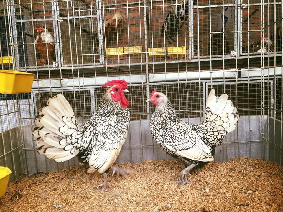 Là loại gà nhập khẩu lại rất quý hiếm, việc nhân giống gà vảy cá để cho ra những con có màu lông đẹp rất khó nên hầu hết khách mua đều phải đặt trước Tết 1 tháng. Ảnh: Internet