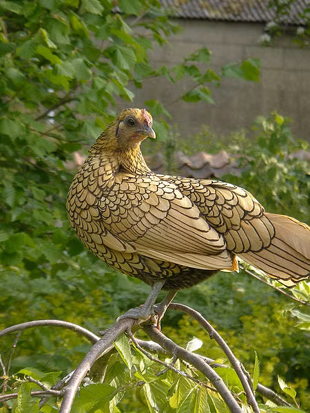 Gà vảy cá có bộ lông càng đẹp, màu sắc càng đều và sức khỏe tốt thì lại càng có giá trị lớn. Ảnh: Internet