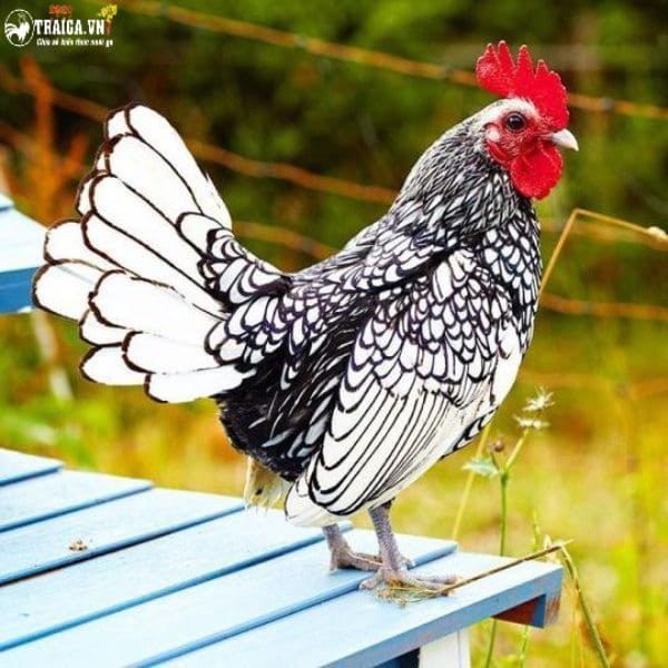 Dù trọng lượng khá nhỏ nhưng nhờ bộ lông hình vảy cá đẹp ấn tượng mà gà vảy cá được mệnh danh là “mỹ kê”. Ảnh: Traigia