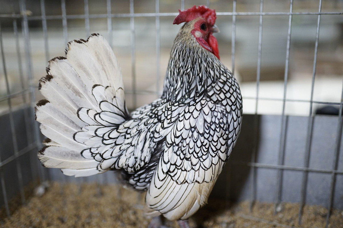 Xuất hiện trên thị trường khoảng 7 năm trở lại đây, gà vảy cá được giới chơi gà kiểng săn lùng mỗi dịp Tết đến. Ảnh: Dân trí