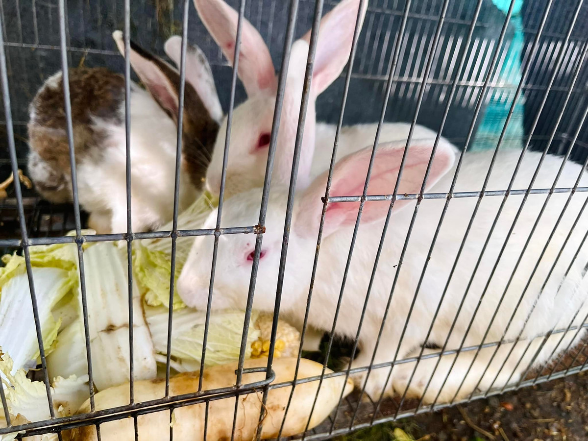 Ca sĩ Mỹ Lệ còn tự tay chăm sóc đàn gia súc chim trĩ, ngỗng, gà sao, thỏ, bò...