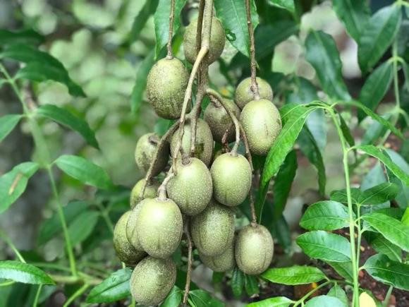 Cóc sai lúc lỉu trông thích mắt.