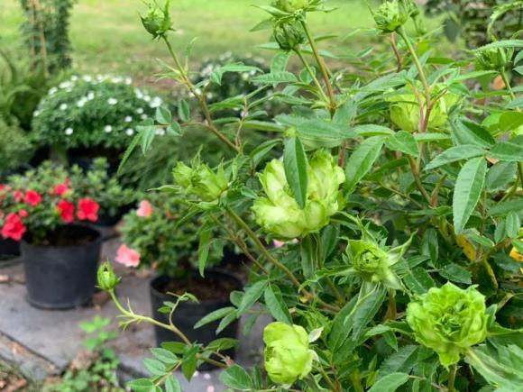 Hoa hồng xanh đua nhau bung nở.