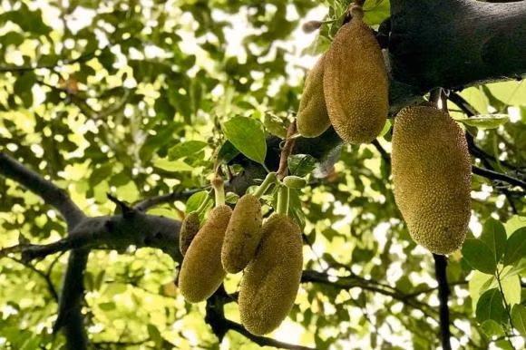 Mít cũng cho nhiều quả.