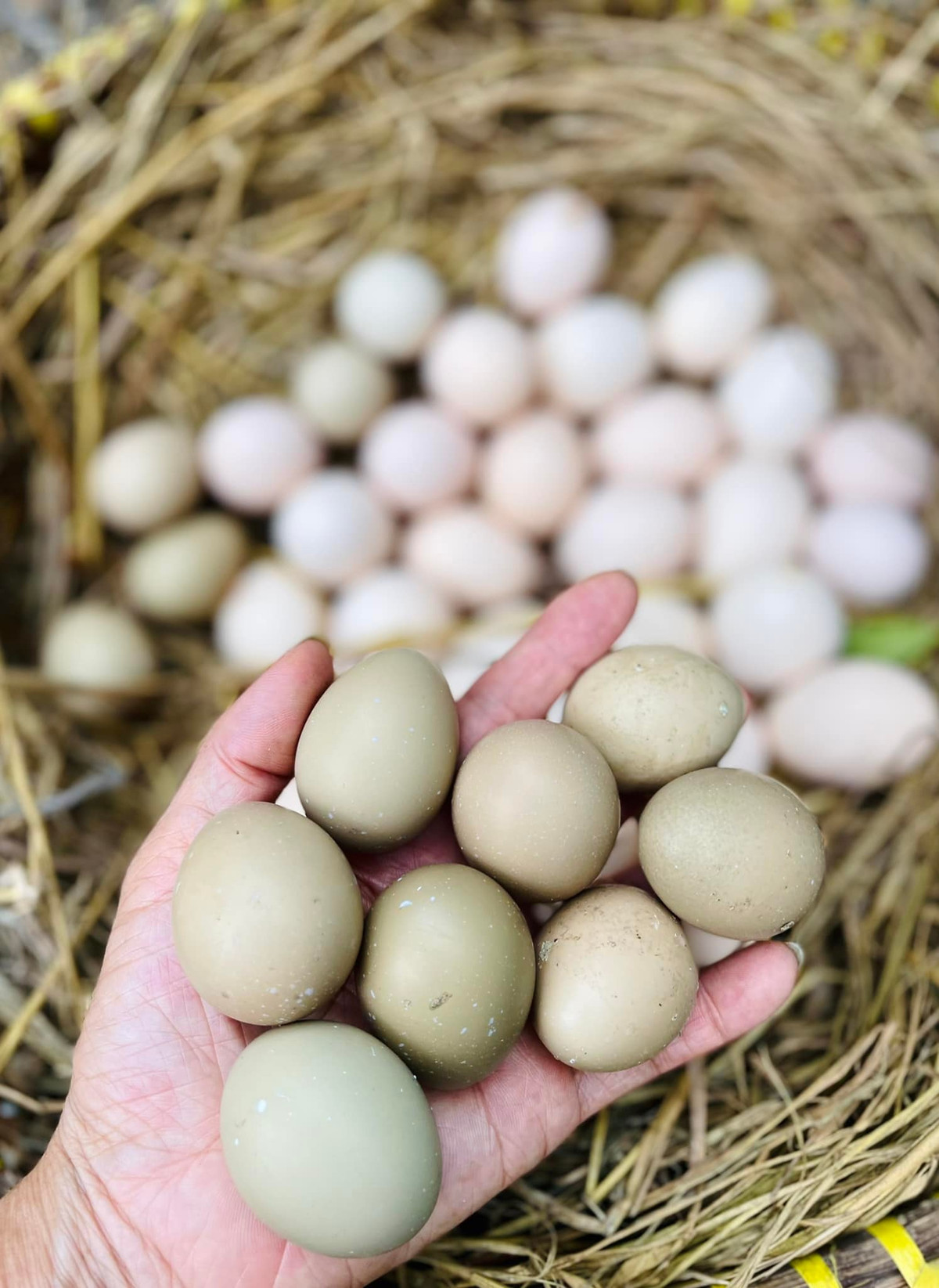 Nữ ca sĩ thu hoạch trứng trong vườn nhà.