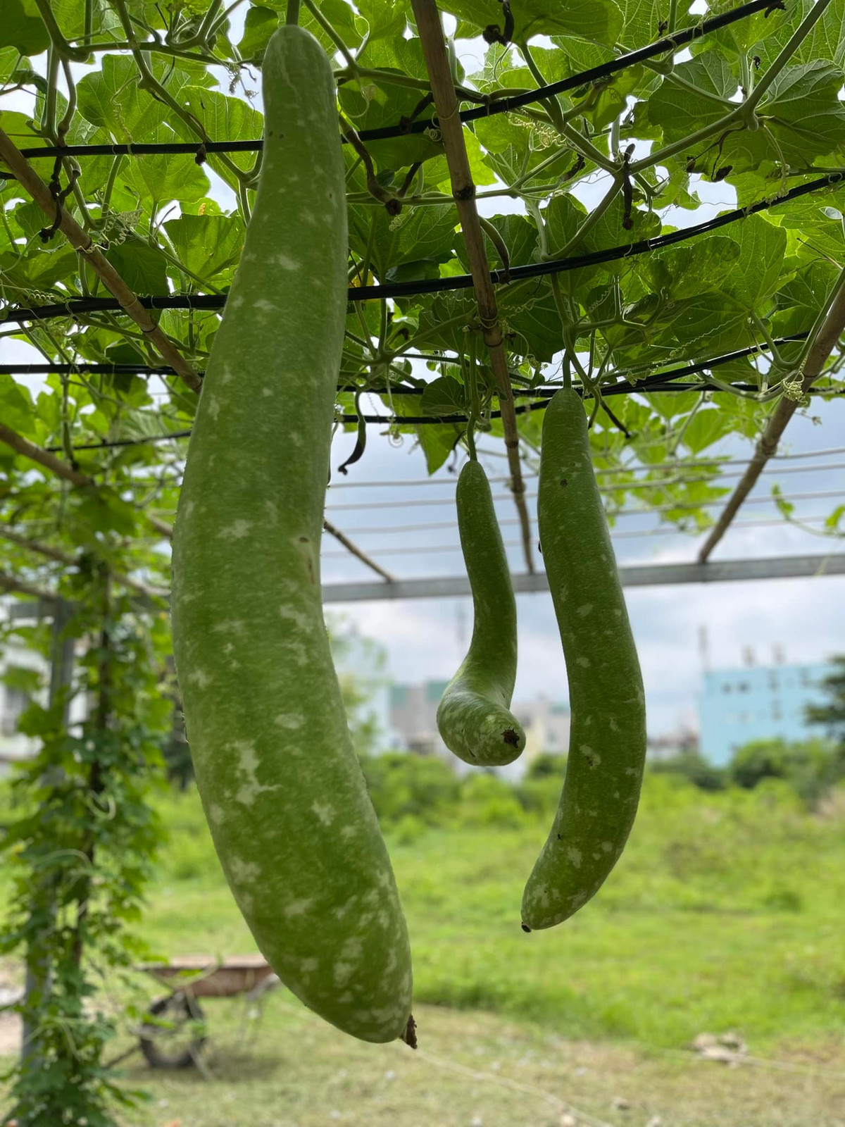 Nữ ca sĩ tự tay trồng nhiều loại hoa, rau xanh và cây ăn quả như bầu, cóc, mít..