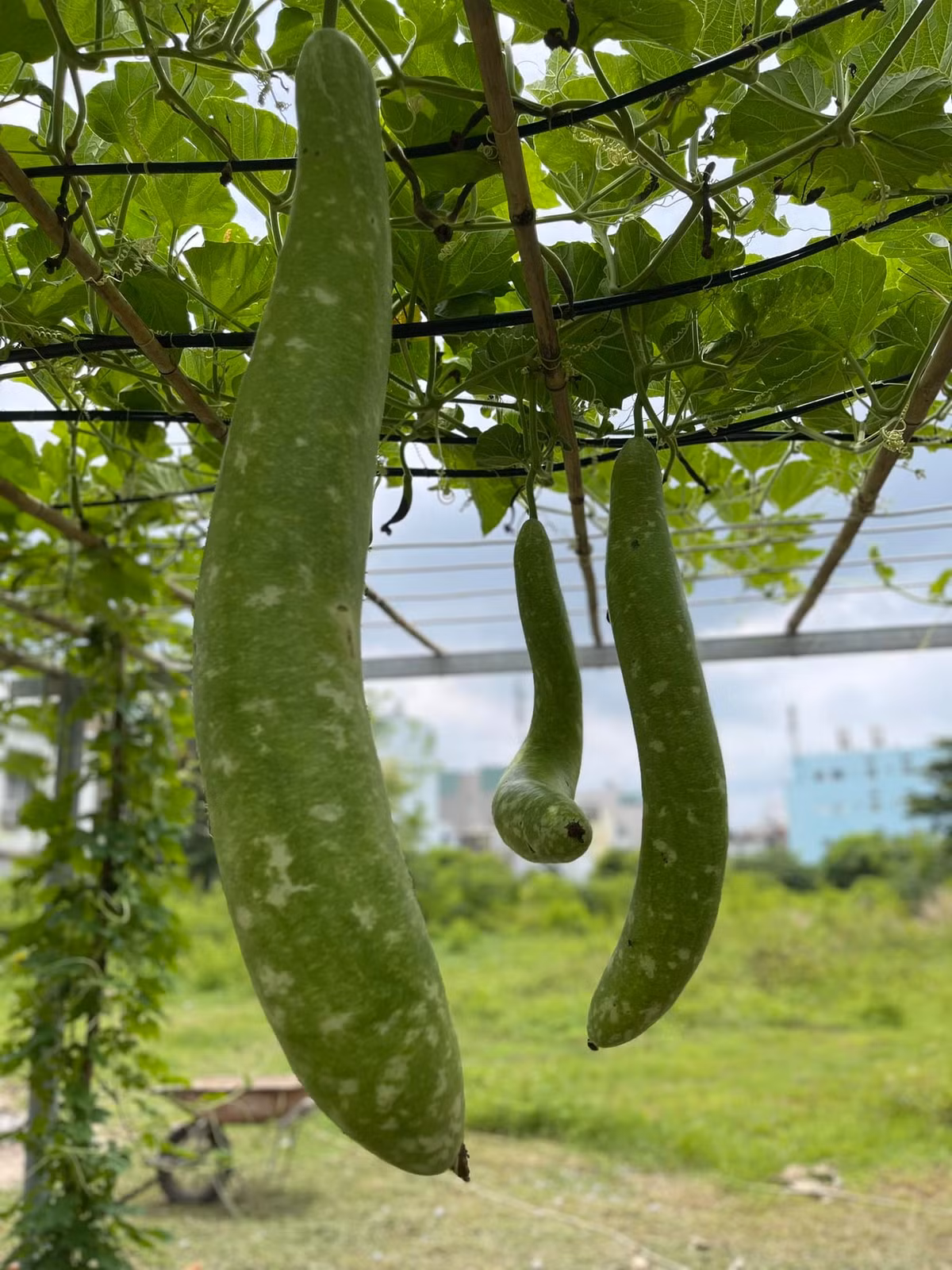 Nữ ca sĩ tự tay trồng nhiều loại hoa, rau xanh và cây ăn quả như bầu, cóc, mít..