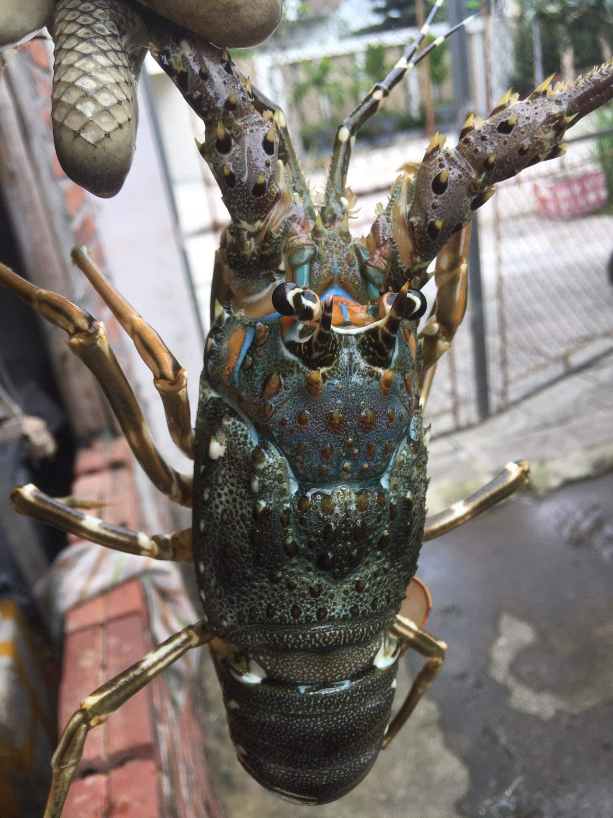 Trên các chợ online, tôm hùm được bán với giá chỉ 650.000-850.000 đồng/kg size 0,3-0,4kg/con. Trong khi trước đó, loại tôm này có giá 1 - 1,3 triệu đồng/kg. Ảnh chụp màn hình