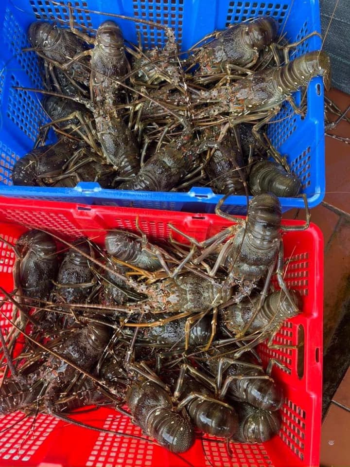 Do giá rẻ hơn bình thường, tôm hùm khá hút khách. Có cửa hàng bán được 4-5 tấn tôm hùm các loại mỗi ngày. Ngoài bán theo kg, một số thương lái rao bán tôm hùm với giá từ 150.000-200.000 đồng/con (tuỳ kích cỡ). Ảnh: Facebook