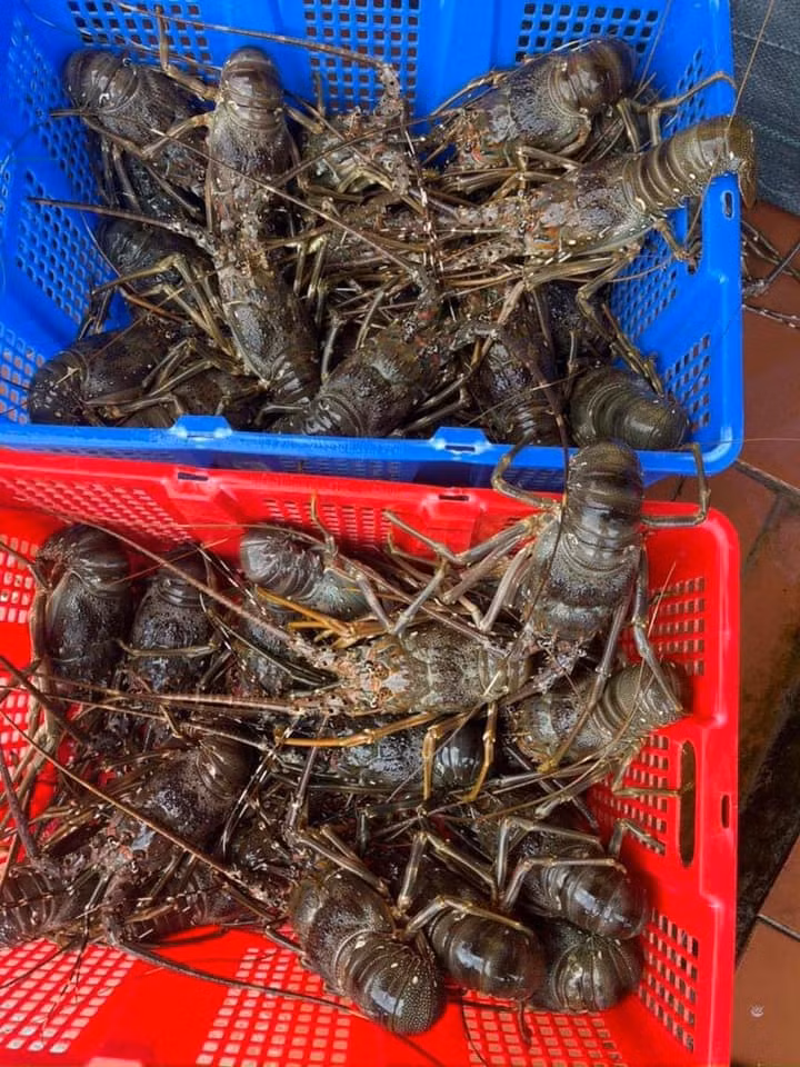 Do giá rẻ hơn bình thường, tôm hùm khá hút khách. Có cửa hàng bán được 4-5 tấn tôm hùm các loại mỗi ngày. Ngoài bán theo kg, một số thương lái rao bán tôm hùm với giá từ 150.000-200.000 đồng/con (tuỳ kích cỡ). Ảnh: Facebook