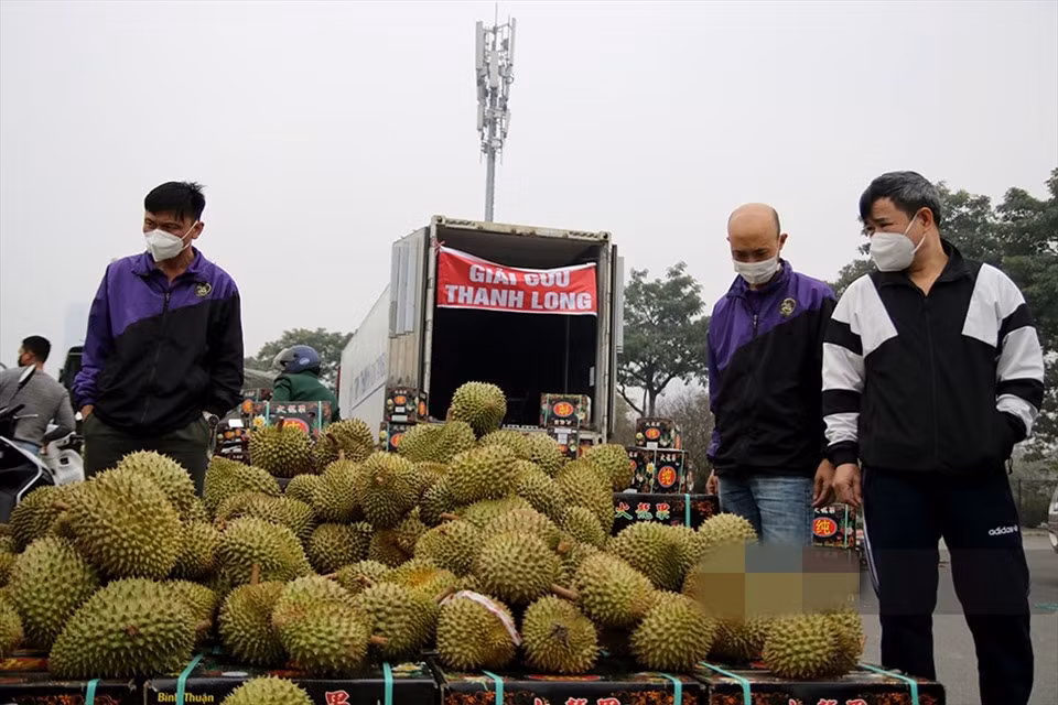 Mặt hàng sầu riêng cũng được quay đầu bán giải cứu. Giá bán 90.000 đồng/kg. Ảnh: Lao động