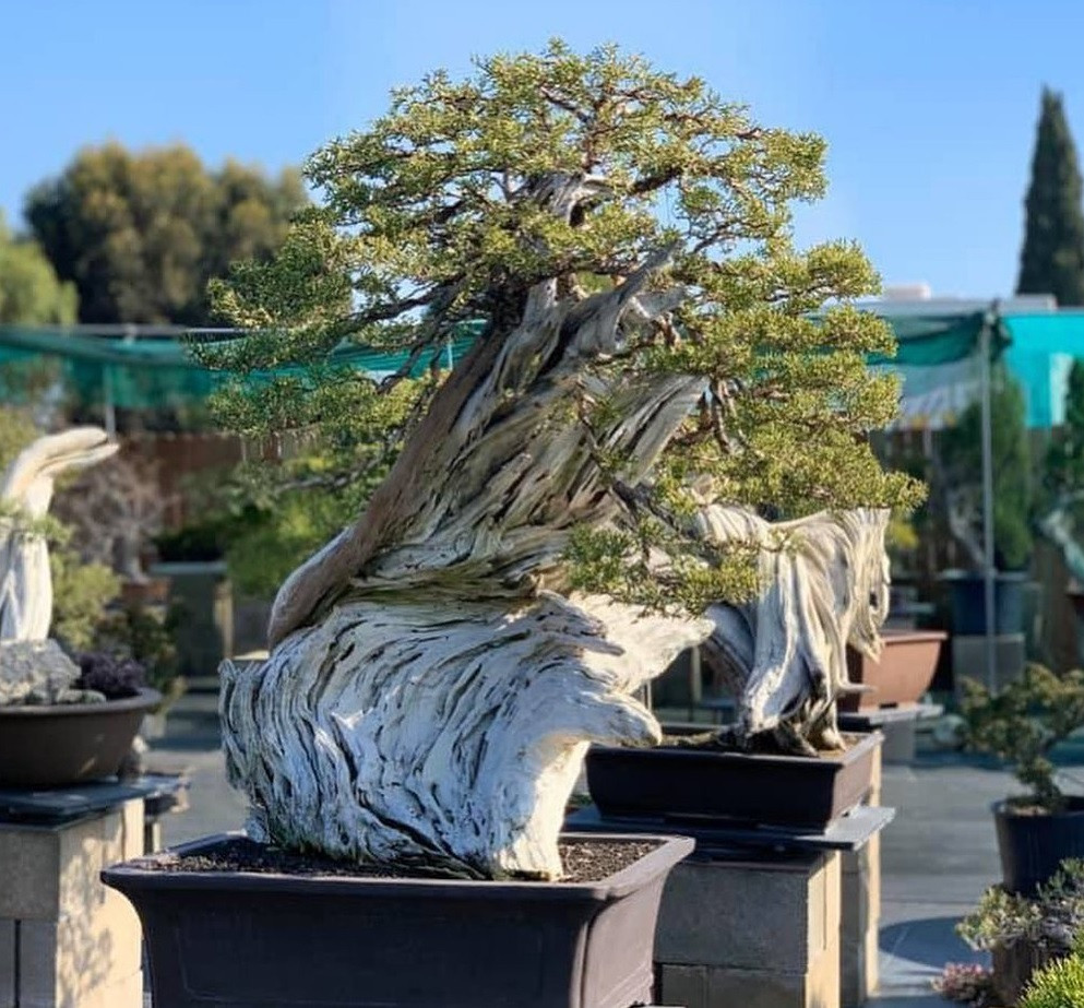 Mỗi cây có giá hàng chục nghìn đô là niềm ao ước của nhiều người. Ảnh: FBNV