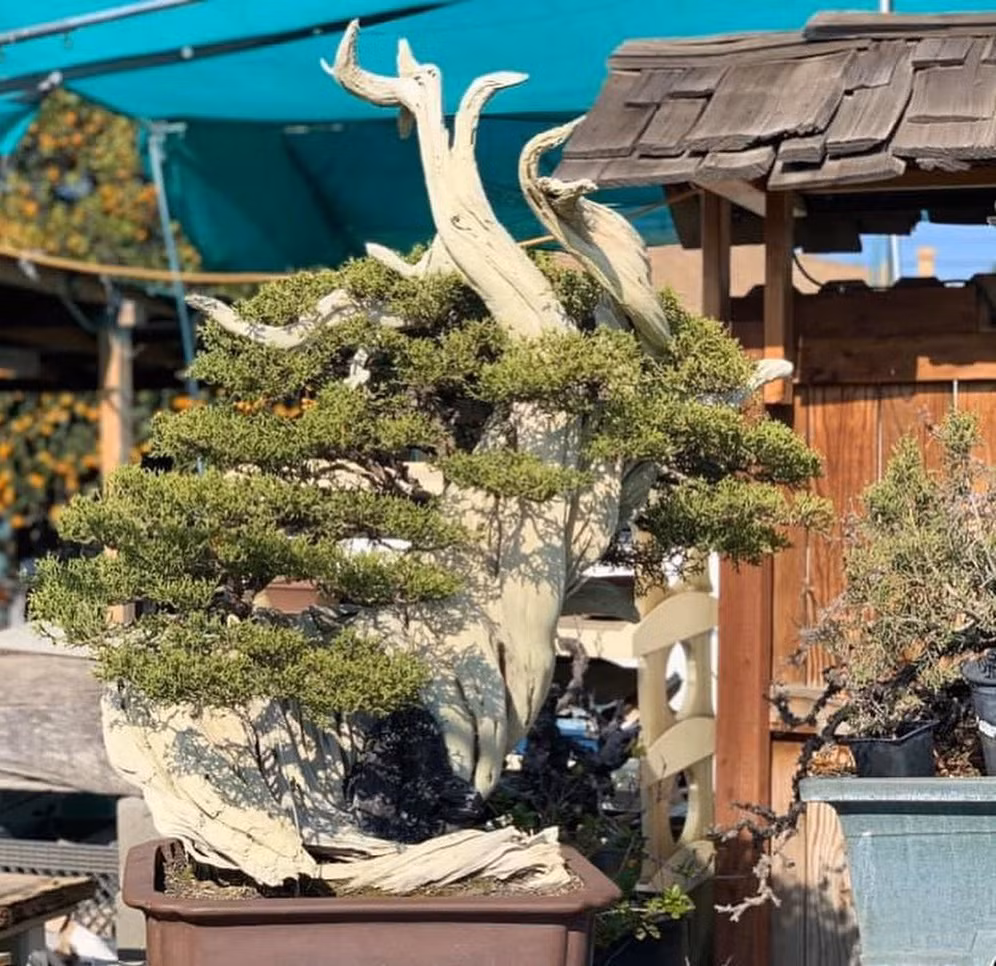 Trong khuôn viên rộng lớn, nam ca sĩ dành 400m2 để xây nhà gỗ, phần còn lại anh dành để chơi bonsai, thiết kế hồ cá. Ảnh: FBNV