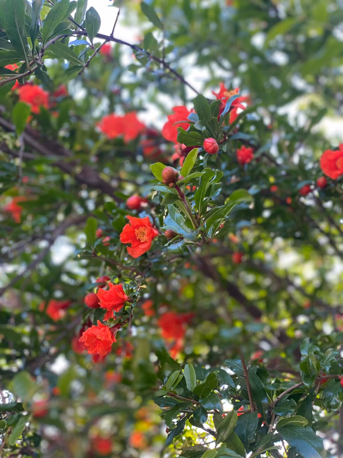 Hoa lựu nở đỏ rực. Người đẹp hy vọng năm nay sẽ bội thu vì hoa ra nhiều, bông to.