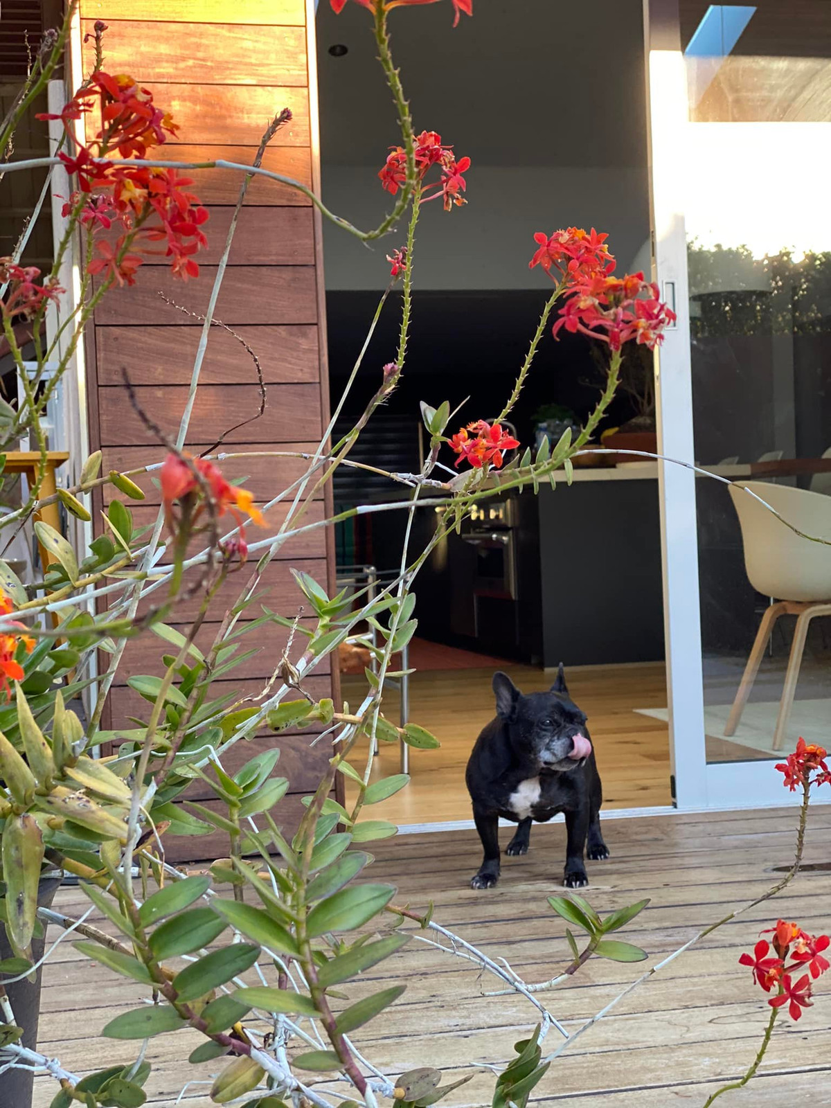 Dương Mỹ Linh thích cảm giác sống giữa thiên nhiên, được hòa mình vào màu sắc của muôn loài hoa.