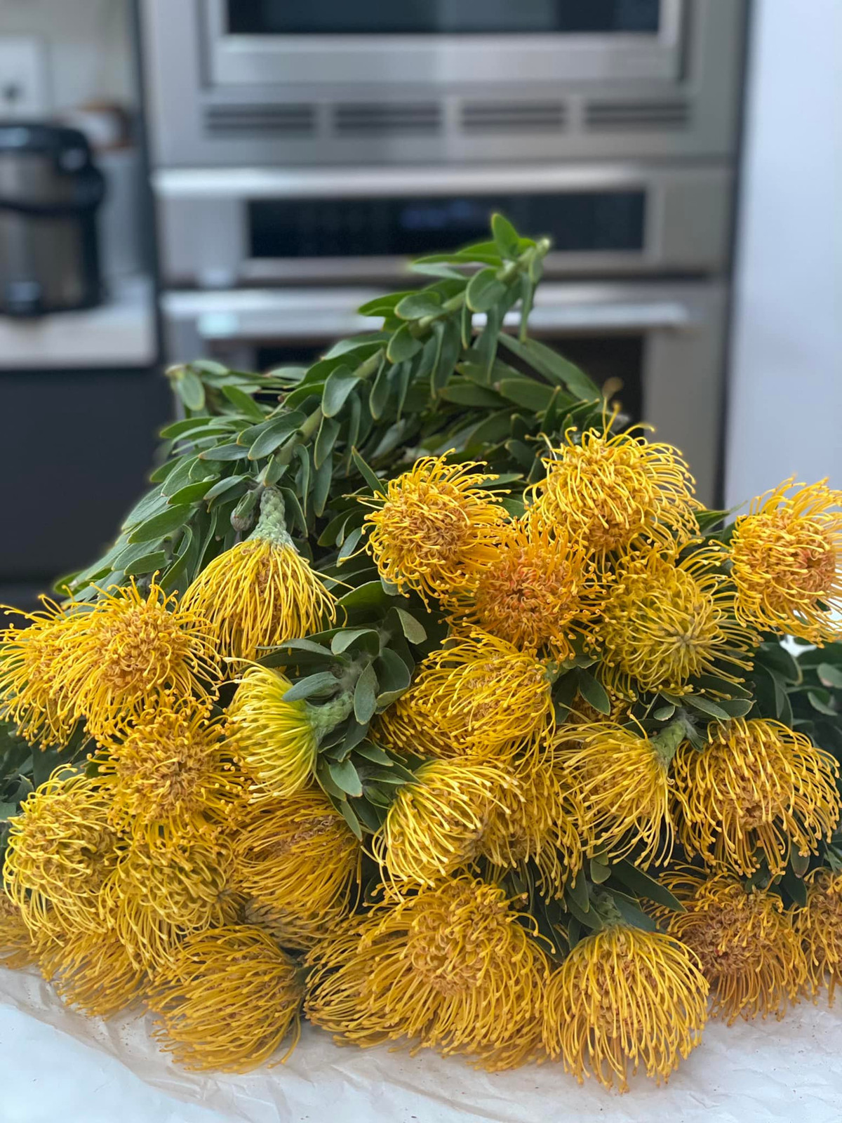 Giống hoa này xuất xứ từ vùng khô nóng nên rất dễ chăm sóc.