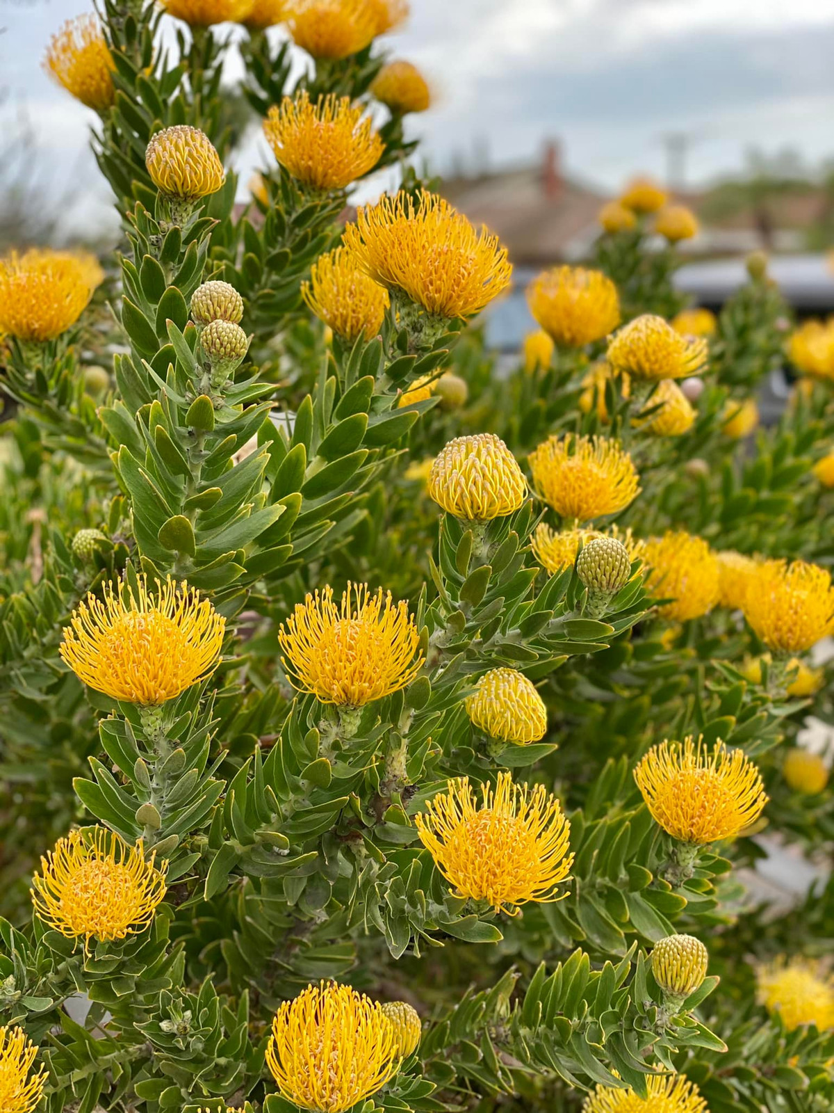 Một trong số những loài hoa Dương Mỹ Linh chọn trồng là protea.