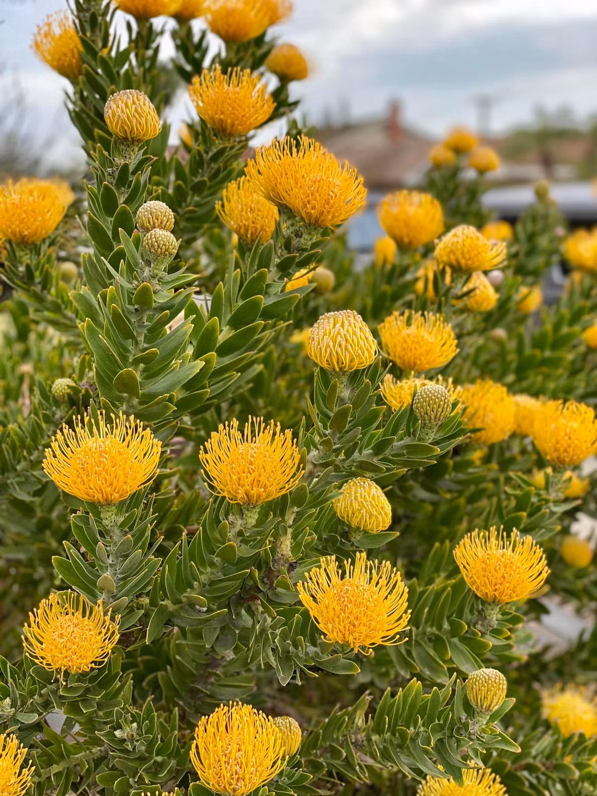 Một trong số những loài hoa Dương Mỹ Linh chọn trồng là protea.