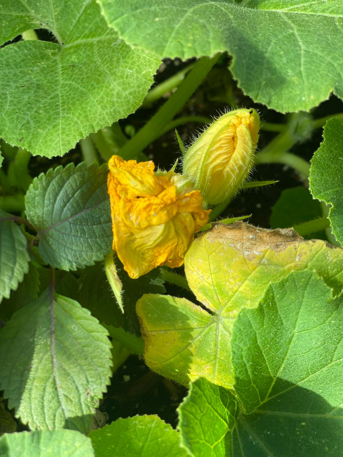 Hoa bí vàng rực.