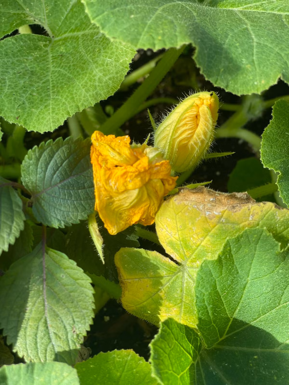 Hoa bí vàng rực.