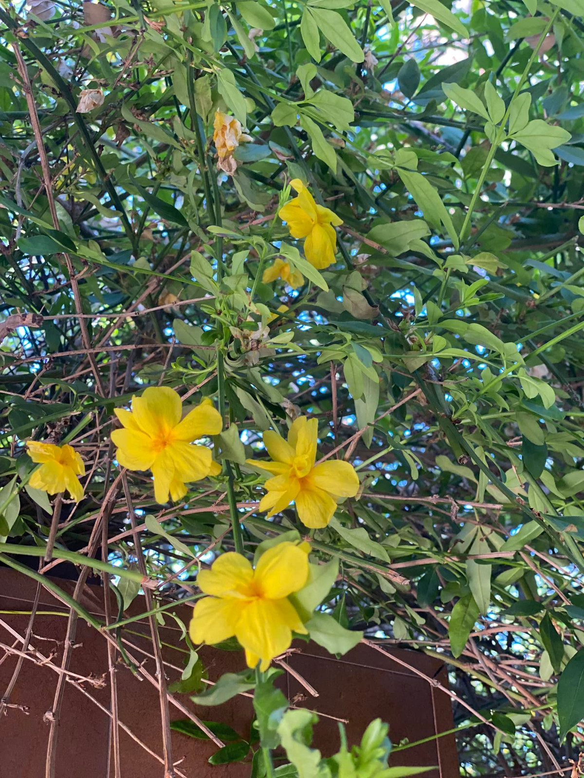 Nhiều loài hoa nàng hậu không nhớ tên nhưng đều góp phần làm đẹp không gian sống.