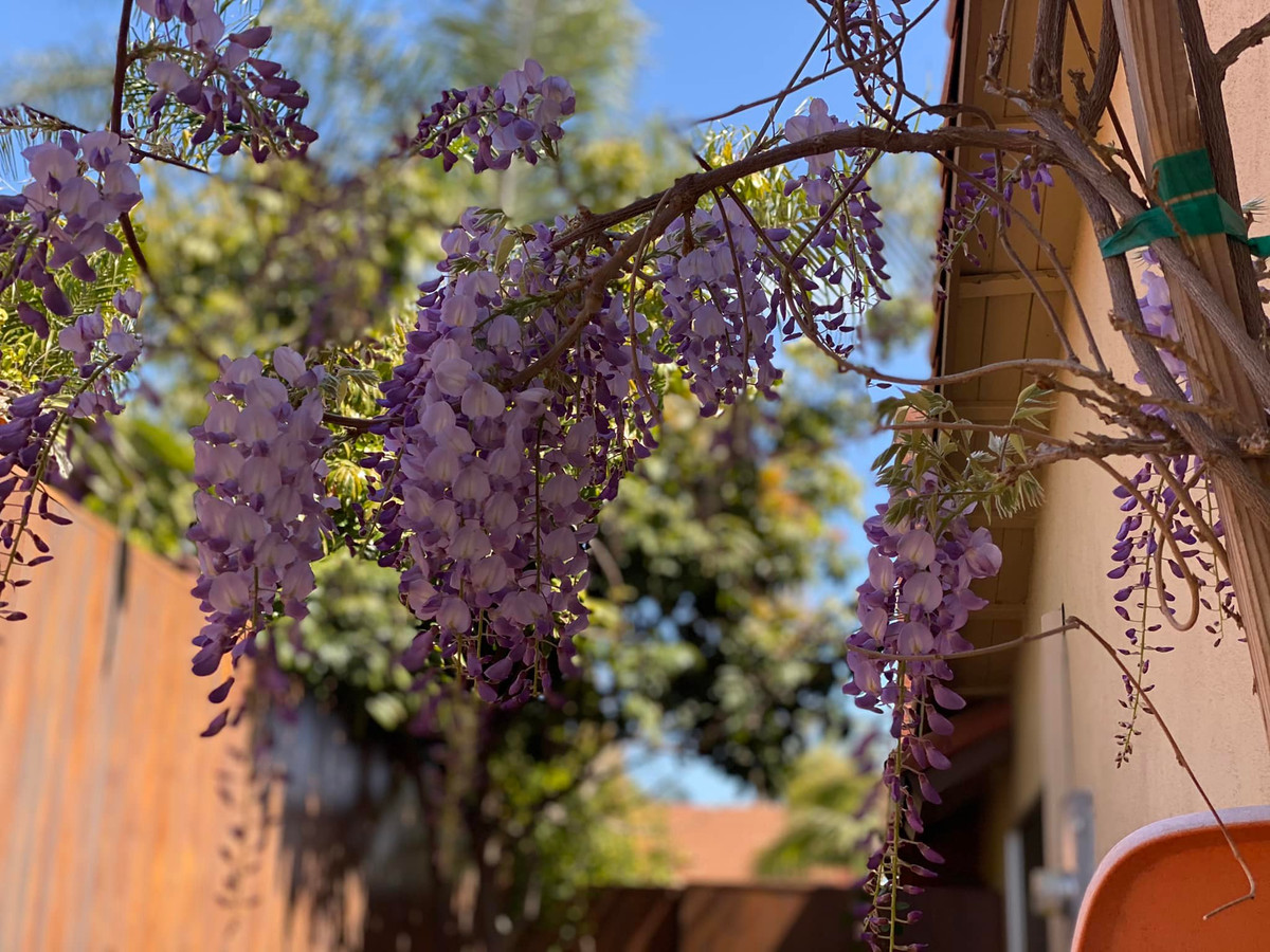 Ngoài sân, hoa đằng tử cũng ra từng chùm, tỏa hương thơm ngát.