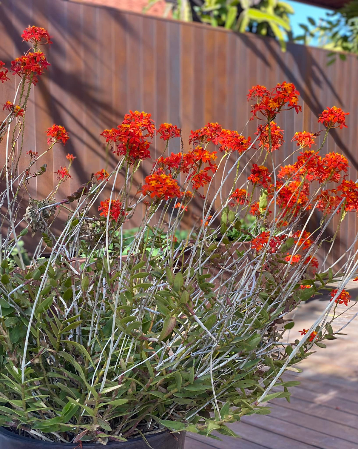 Chậu lan bung nở quanh năm và rực rỡ nhất vào mùa xuân.